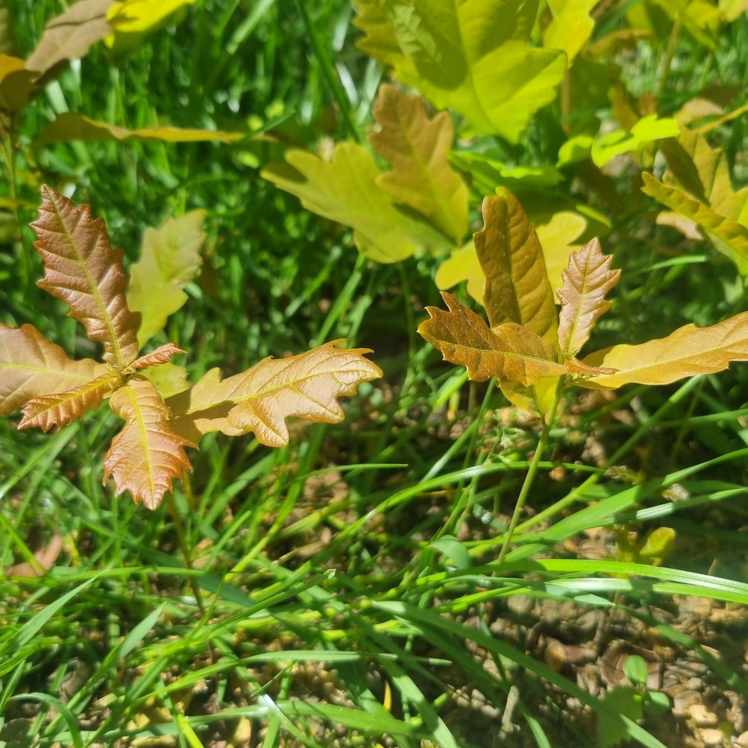 Sadzonki dębu i klonu. Jednoroczny. Dąb I klon.