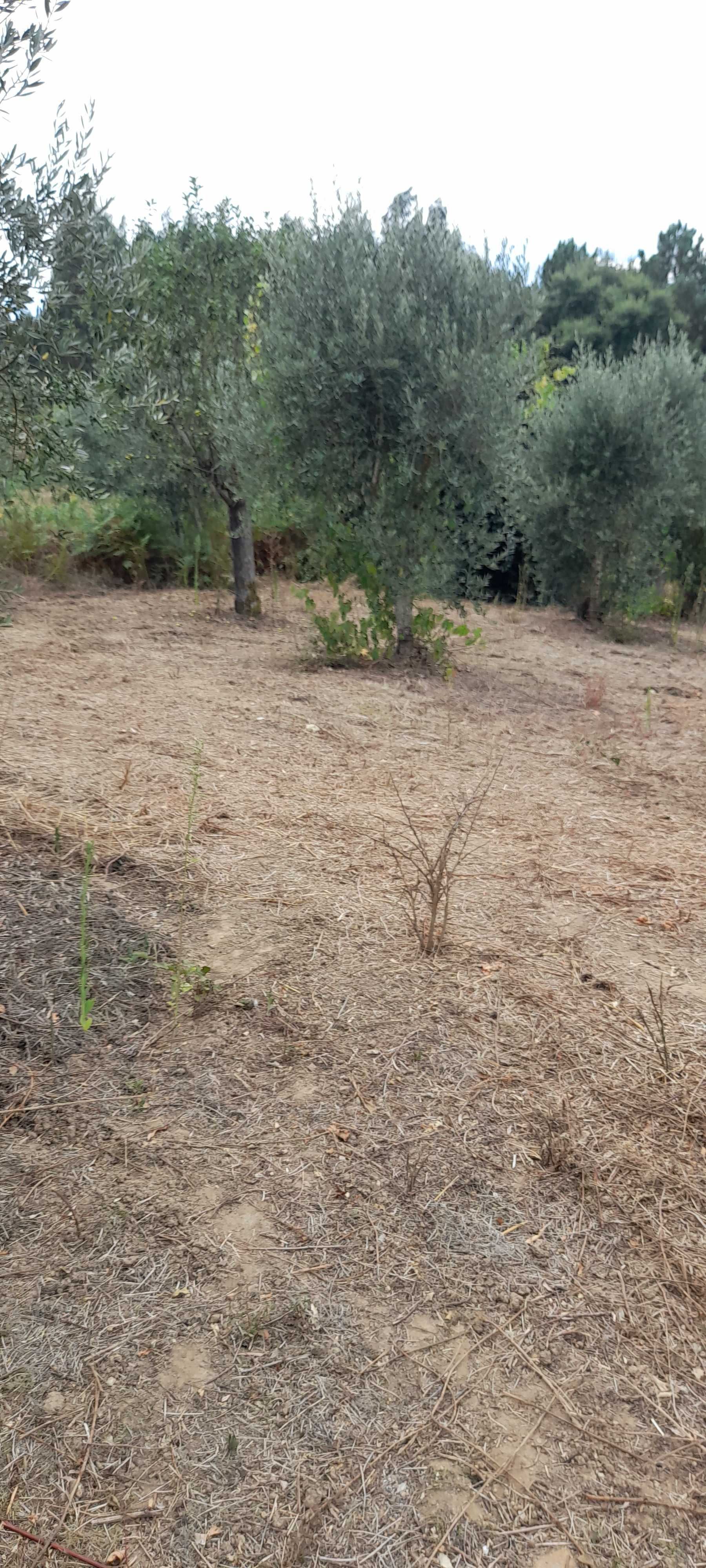 Terreno com casa para restaurar