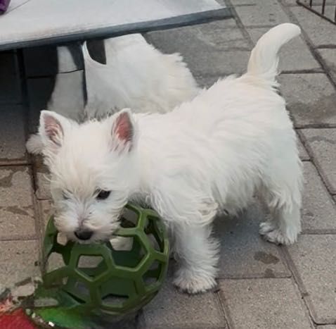 West Highland White Terrier - Taco Good Joke FCI fajny psiak :)