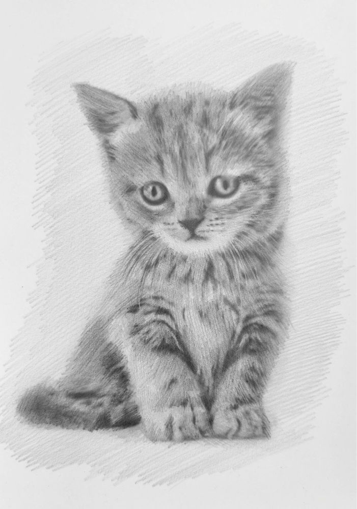 Rysunek kota w fomacie a4. Grafika, Obraz, Szkic Dekoracja pokoju