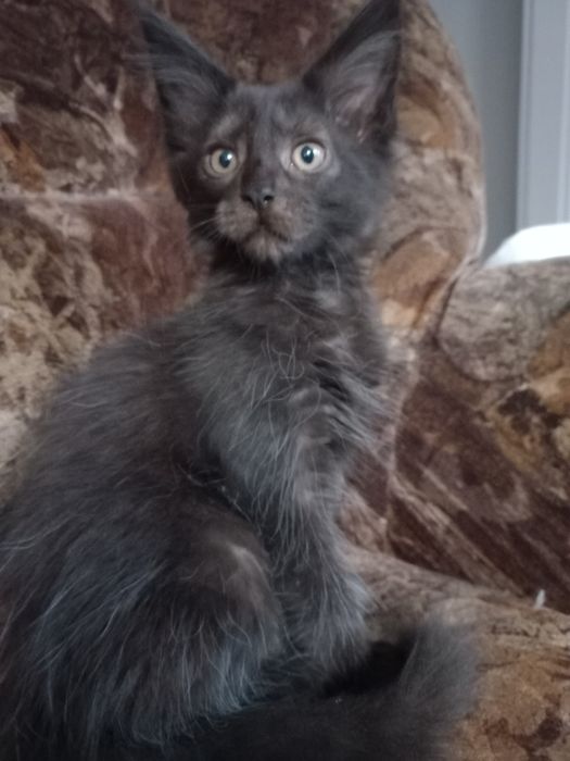 Czarny kocurek Maine Coon