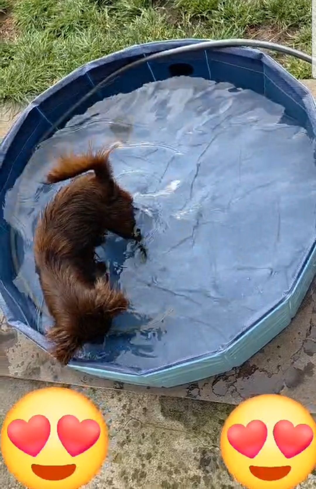 Chihuahua sunia długowłosa FCI