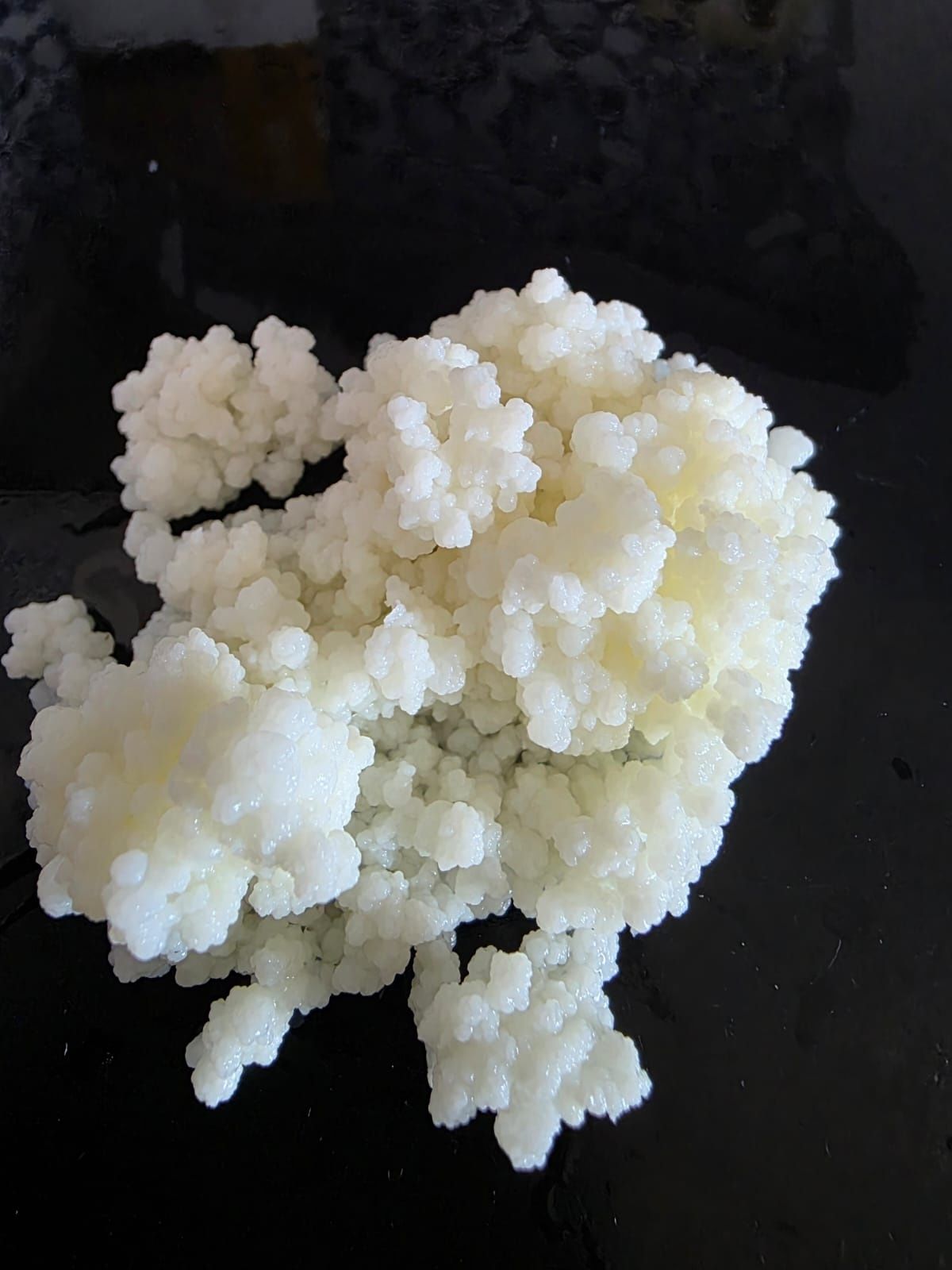 Kefir de leite saudavel.