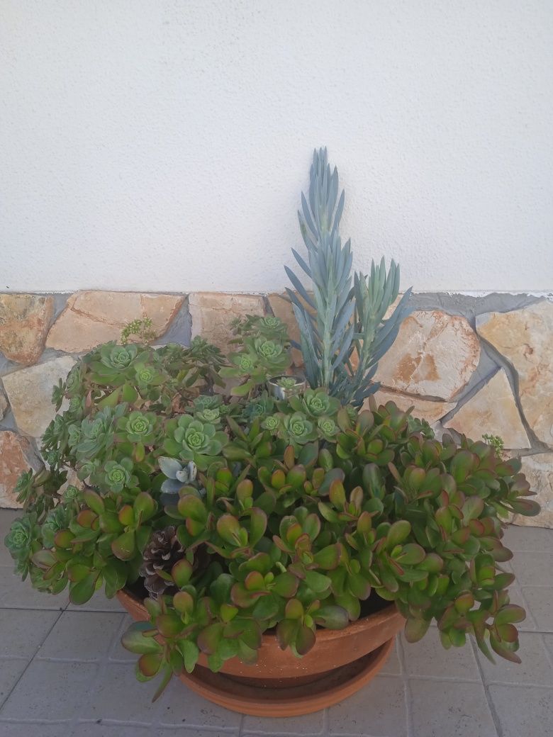 Linda Planta de Suculentas em Vaso de Barro