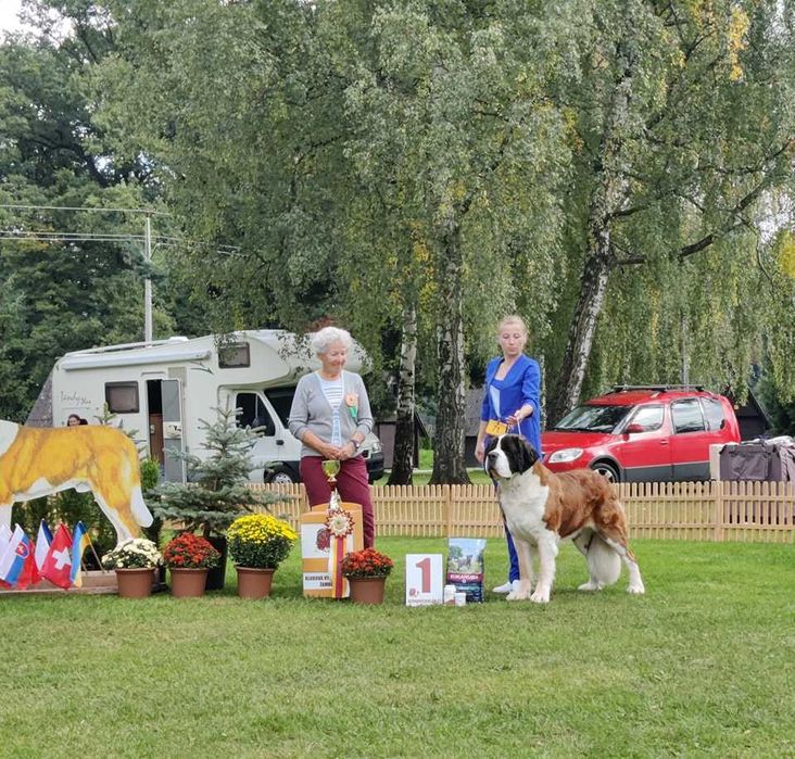 Długowłosy bernardyn piękny chłopiec z rodowodem FCI