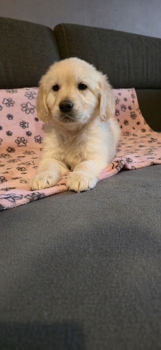 Golden Retriever szczeniak