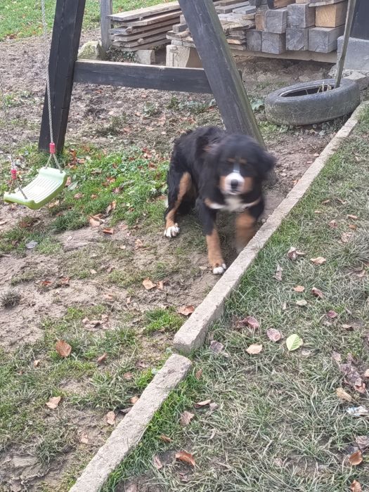 Berneński pies pasterski