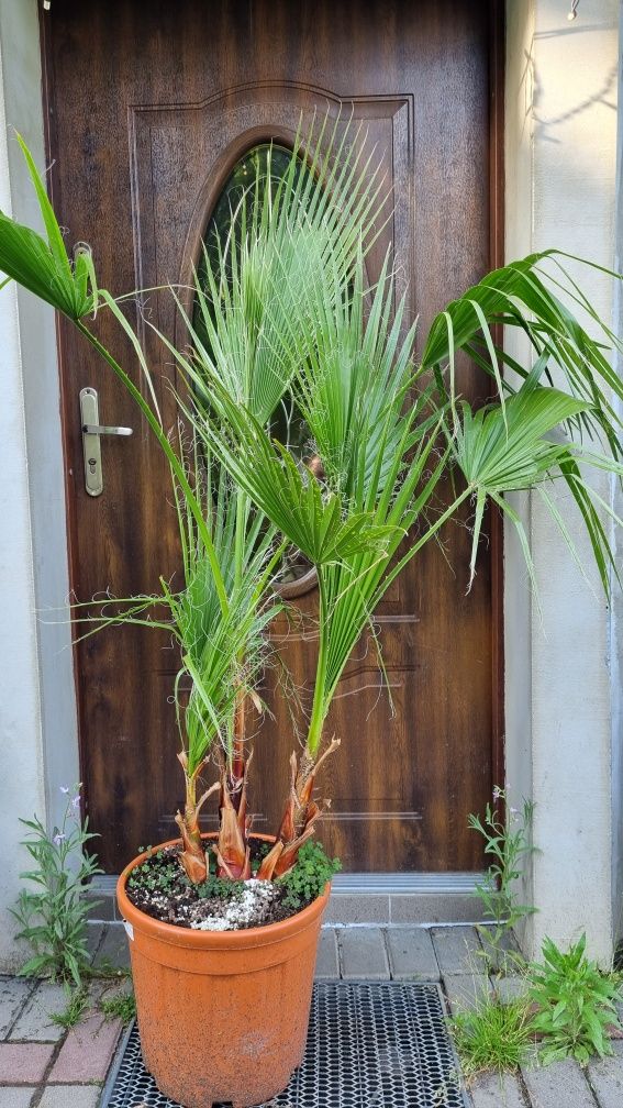 Palma daktylowiec kanaryjski ,jucca gloriosa variegata, jucca filifera