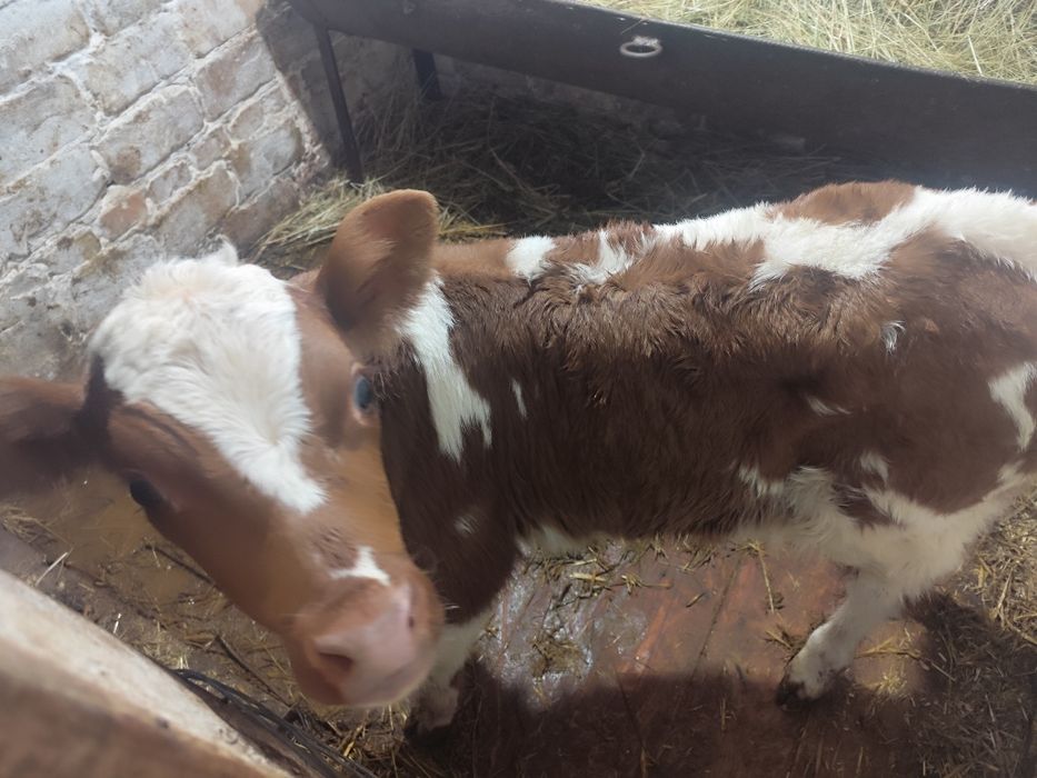 Продам теля (бик)