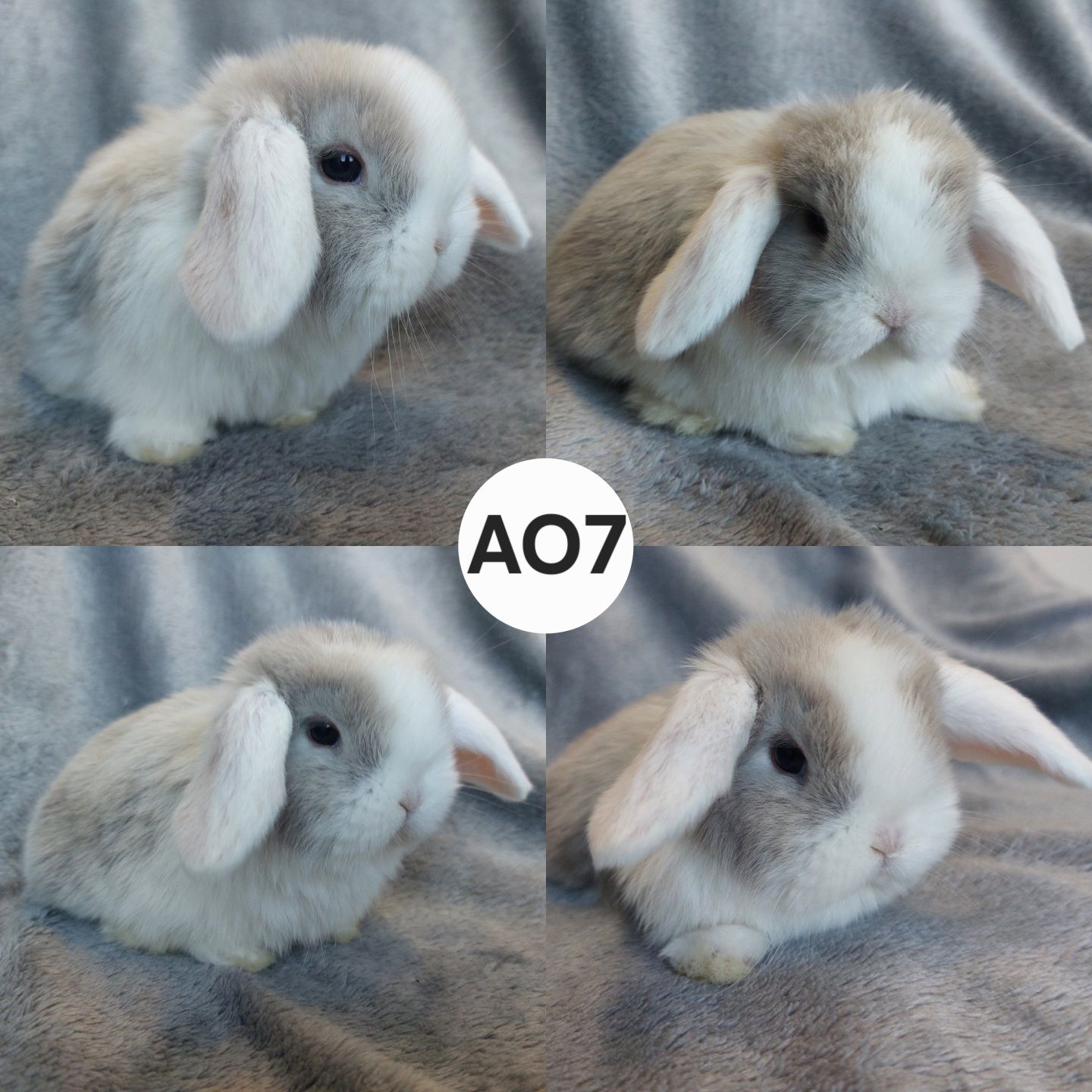 Królik Baranek Miniaturka MINI LOP