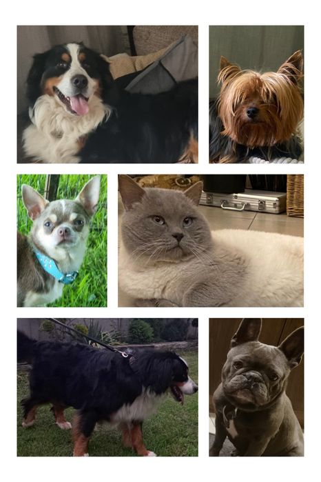 krycie, -brytyjski, + buldog + berneński + chihuahua+ york+ shih