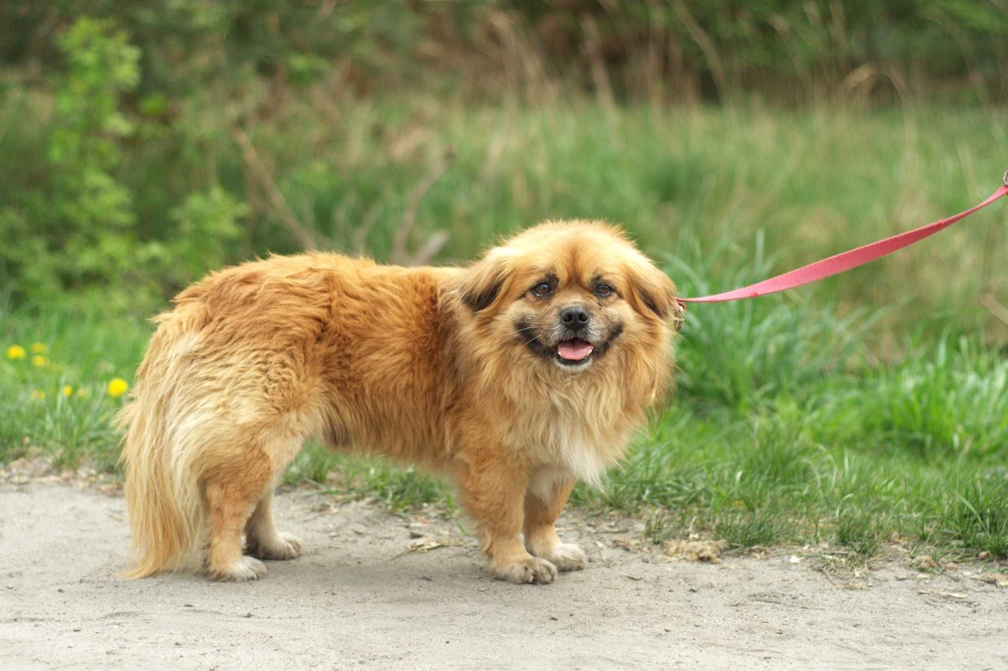 Pekin – pies w typie pekińczyka szuka domu