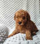 Maltipoo chłopiec F1