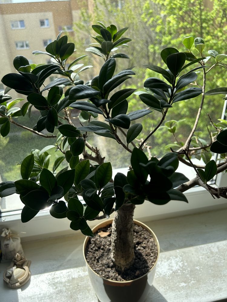 Fikus bonsai 10 lat