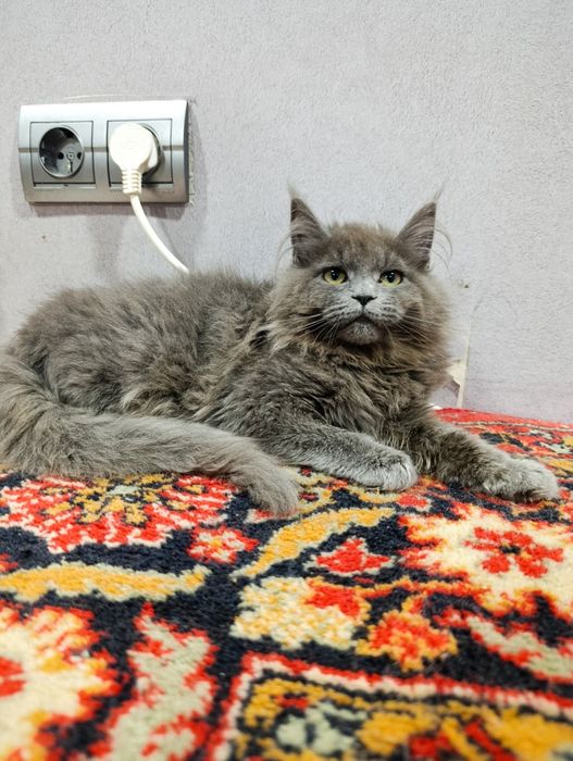 Котенок мейнкун в редком красивом окрасе