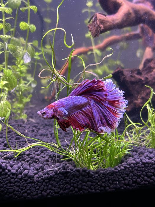 Betta Pink Halfmoon Véu de Noiva