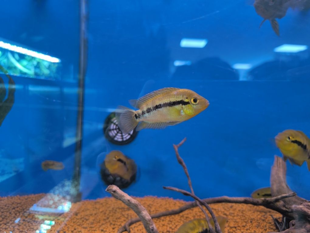Ciclídeo Arco Íris (Herotilapia Multispinosa)