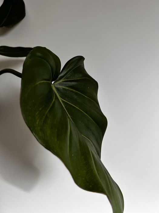 Philodendron Summer Glory