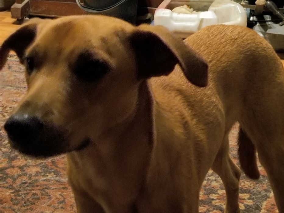 Хлопець метис шукае родину