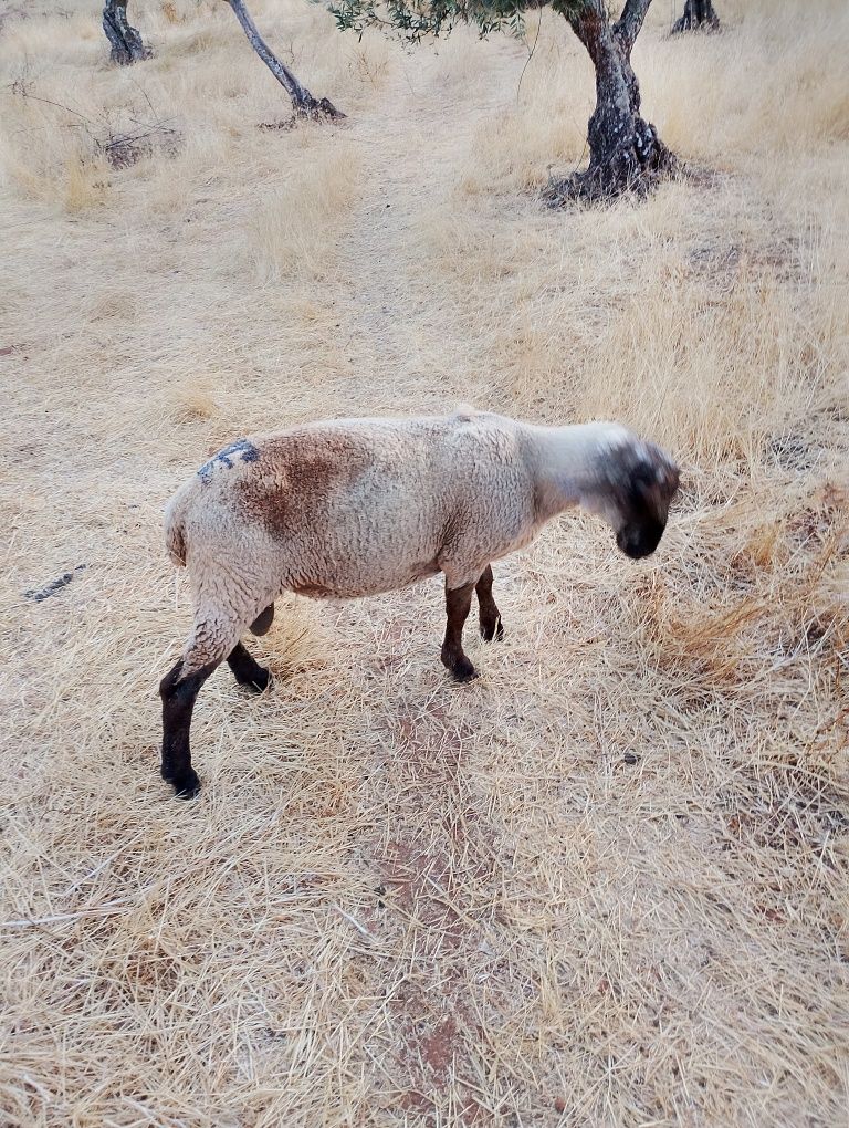 Malato cruzado de solfoque