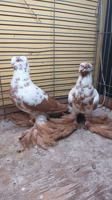 Para wiedynów żółtych koroniatych.