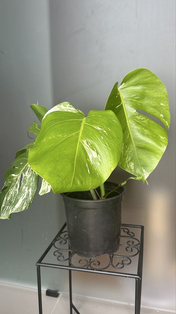 Monstera variegata
