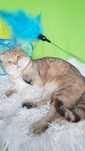Золотой ТИГРЕНОК юный котик