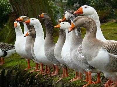 гусяче яйце на інкубацію