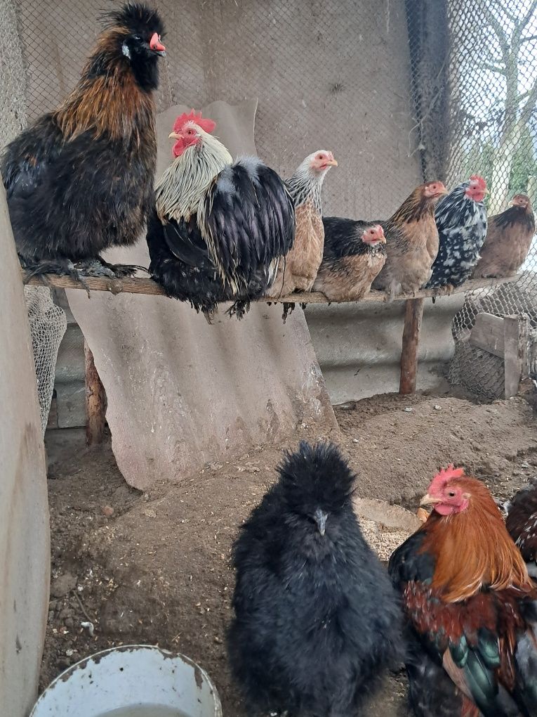 Kury szabo chabo kochin silka