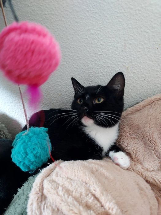 Gatinha para adoção