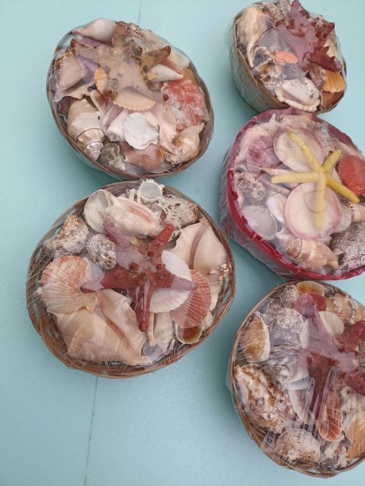 Набор морских ракушек