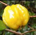 Plantas de Pitangas