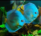 Paletka blue diament