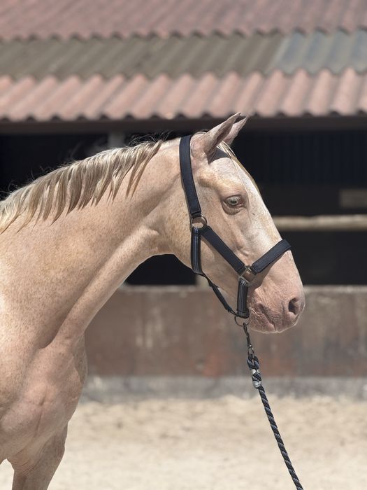 Cavalo experiente nos obstaculos