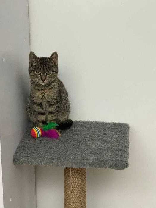 Маленький котик Тигрик має мати шанс знайти свою родину (кошеня, коти)