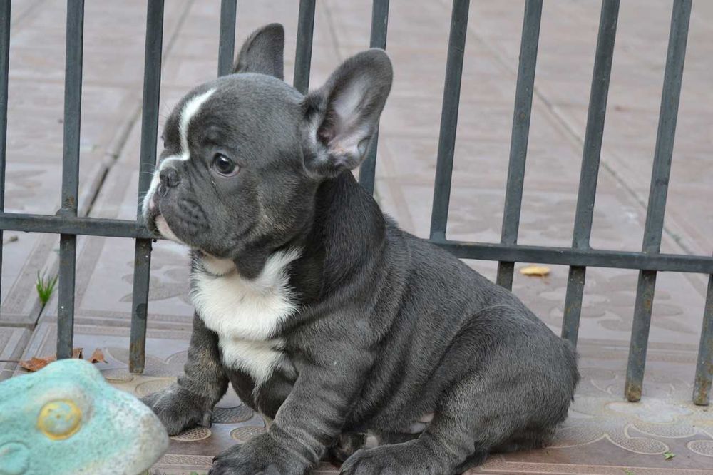 мальчик вип качество