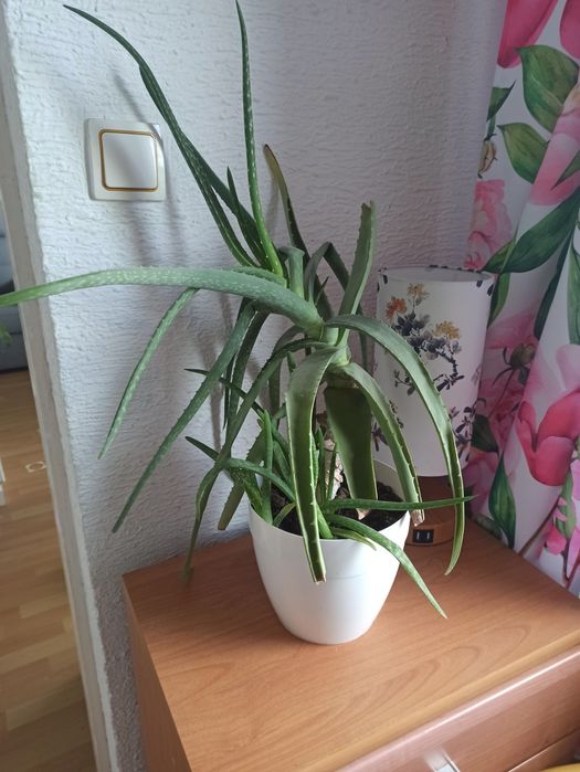 Aloes drzewiasty 50 cm