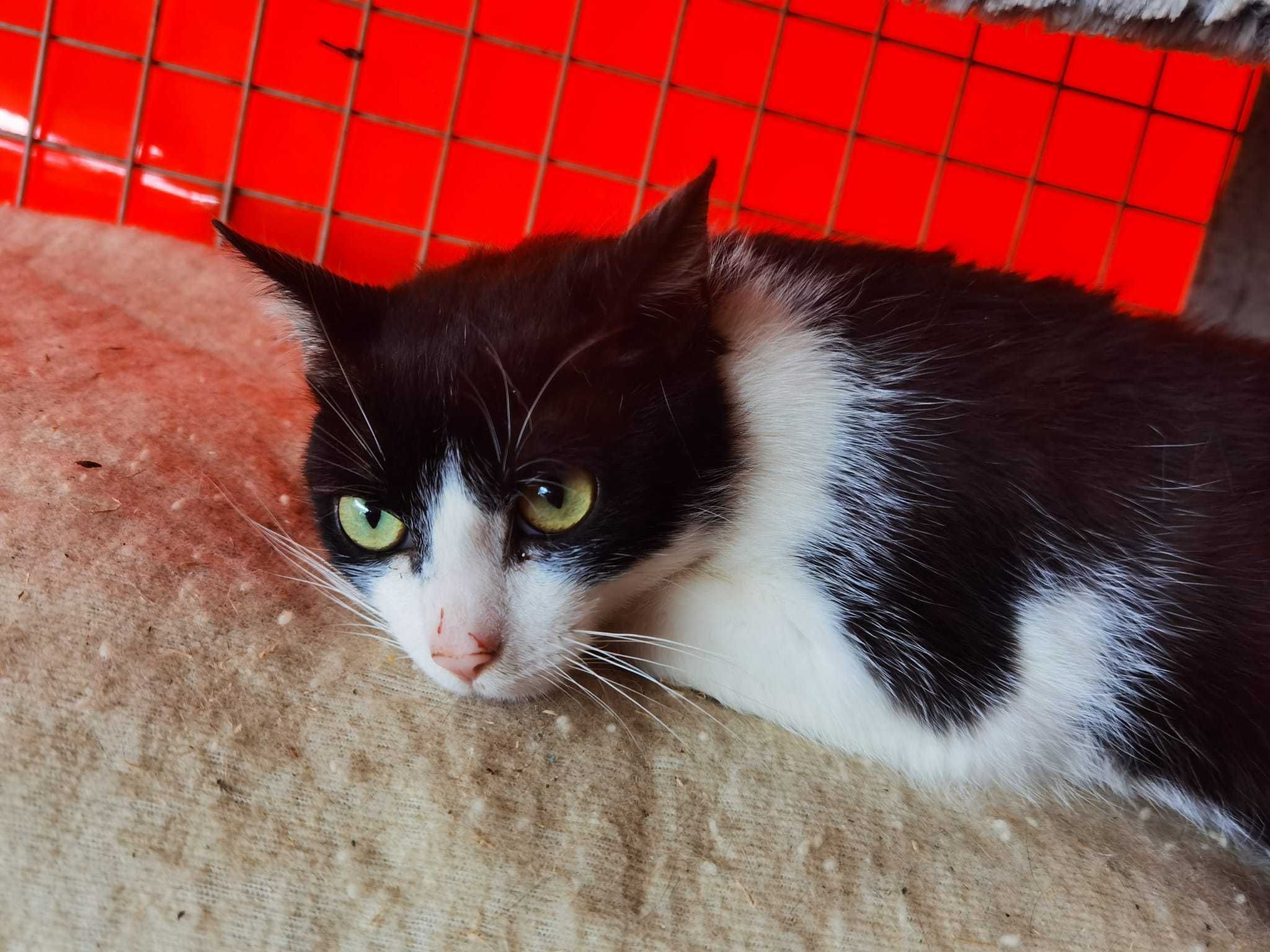 Diego – nieśmiały, łagodny kot, który czeka na Twój gest