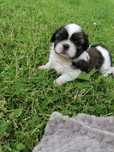 Cudowne Shih tzu szuka kochającego domku!