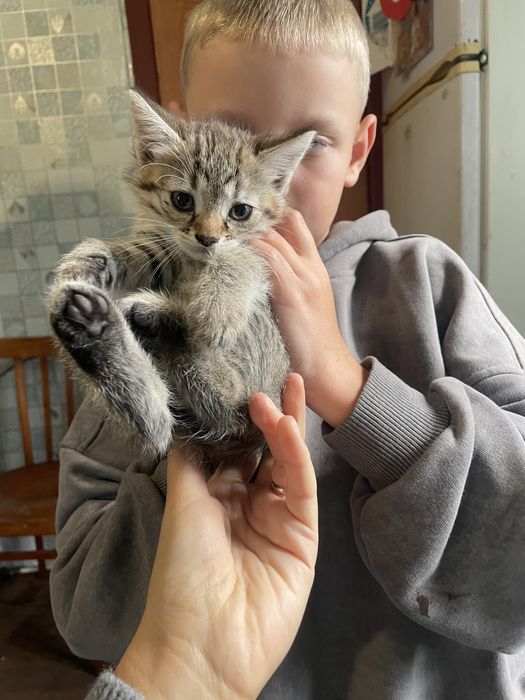 Віддам кошенят в добрі руки