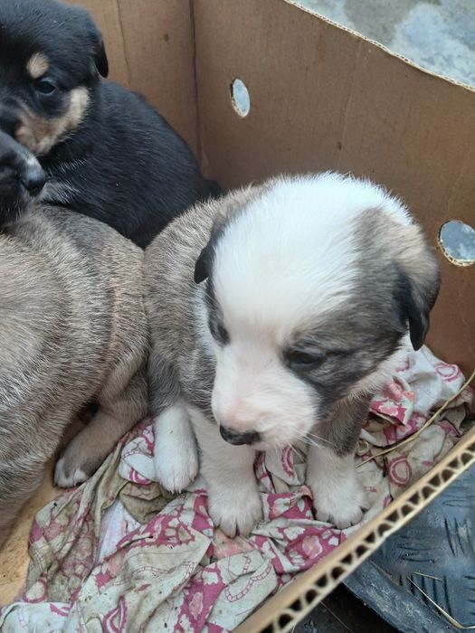 Шукають нову домівку