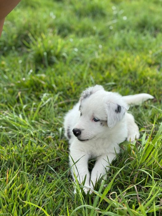 Border Collie blue merle