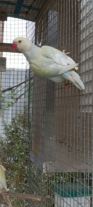 Ring Neck disponíveis