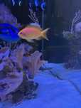 Paracanthurus hepatus Dori