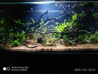 Urgente, guppys panda, camarões, plantas, troncos, aquário completo