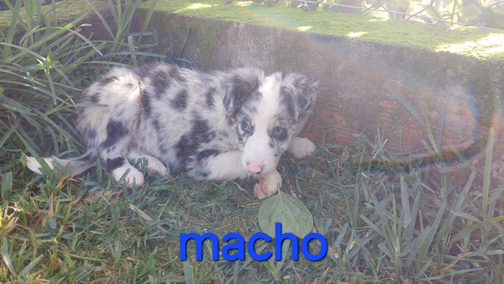 Collie blue merle macho