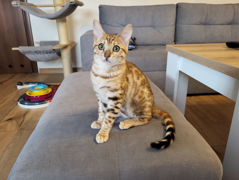 Gotowa do odbioru kotka bengalska UNITY spod Znaku Lwa*PL