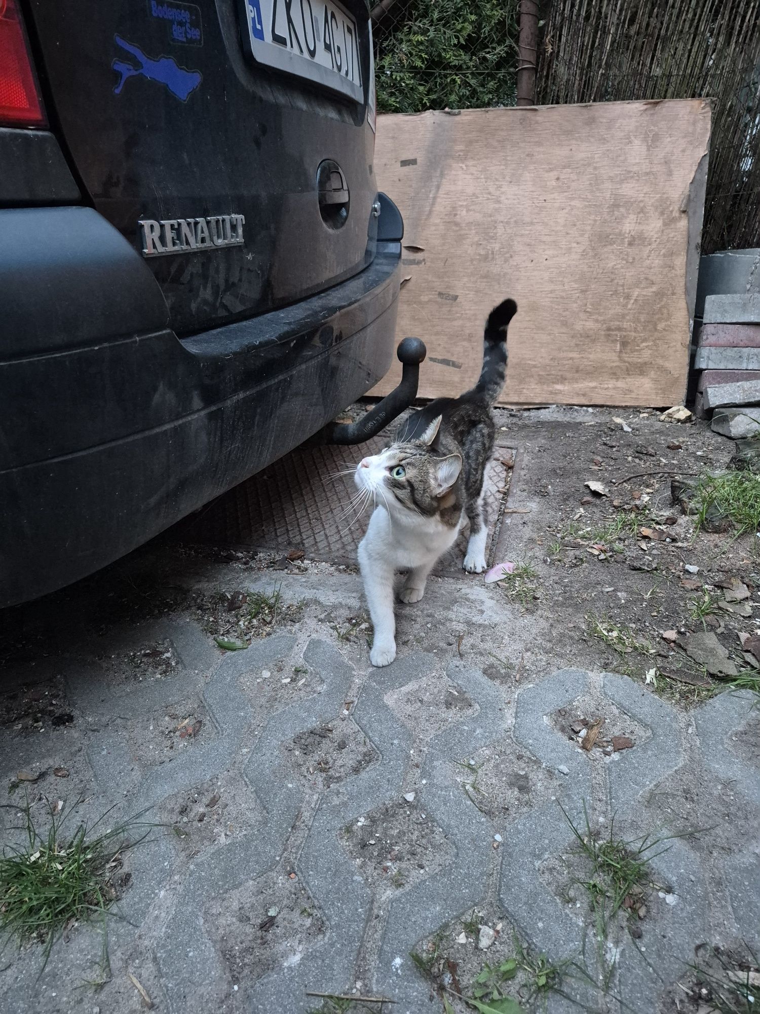 Młoda kotka do adopcji