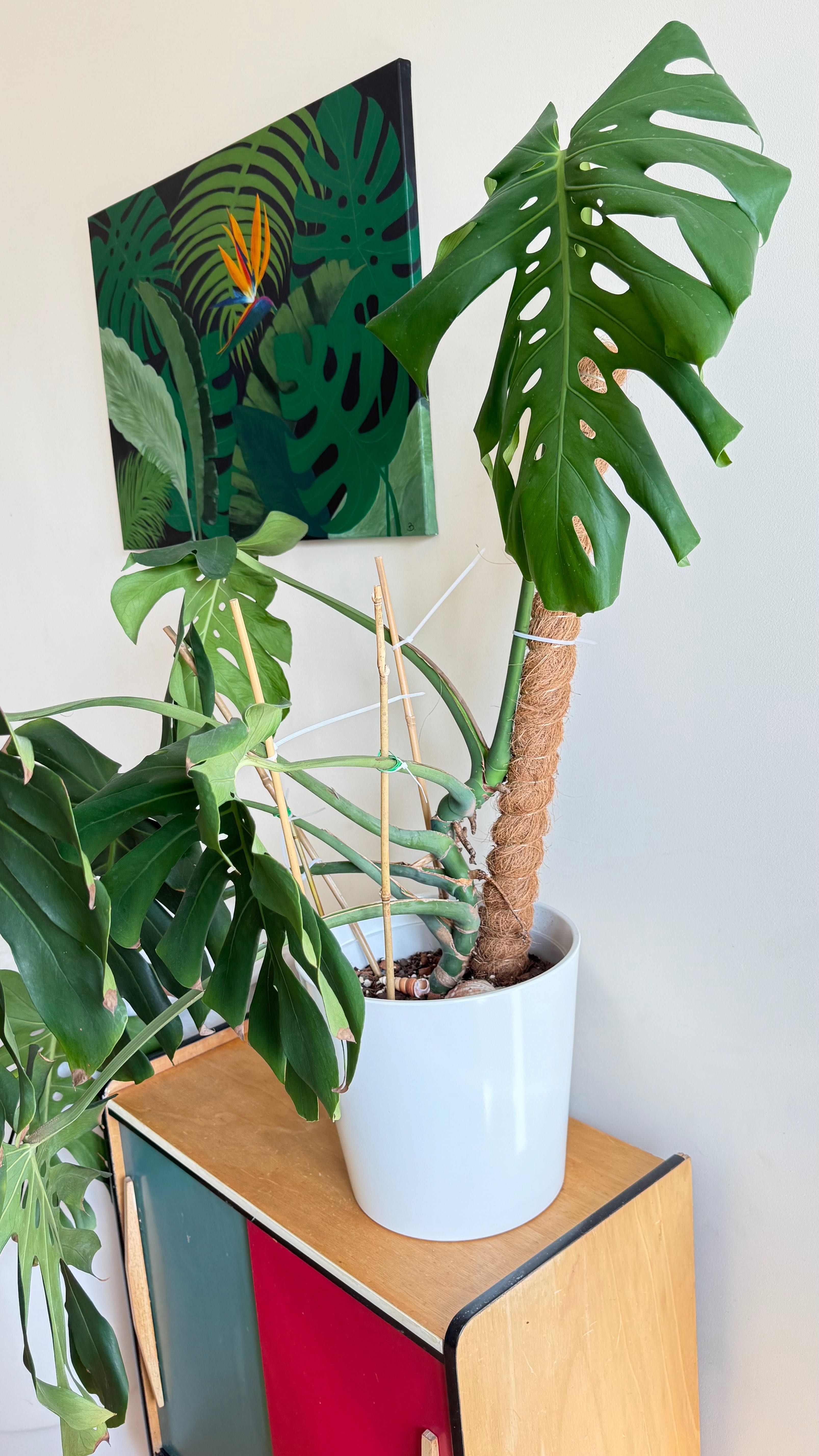 Monstera kwiat bez doniczki