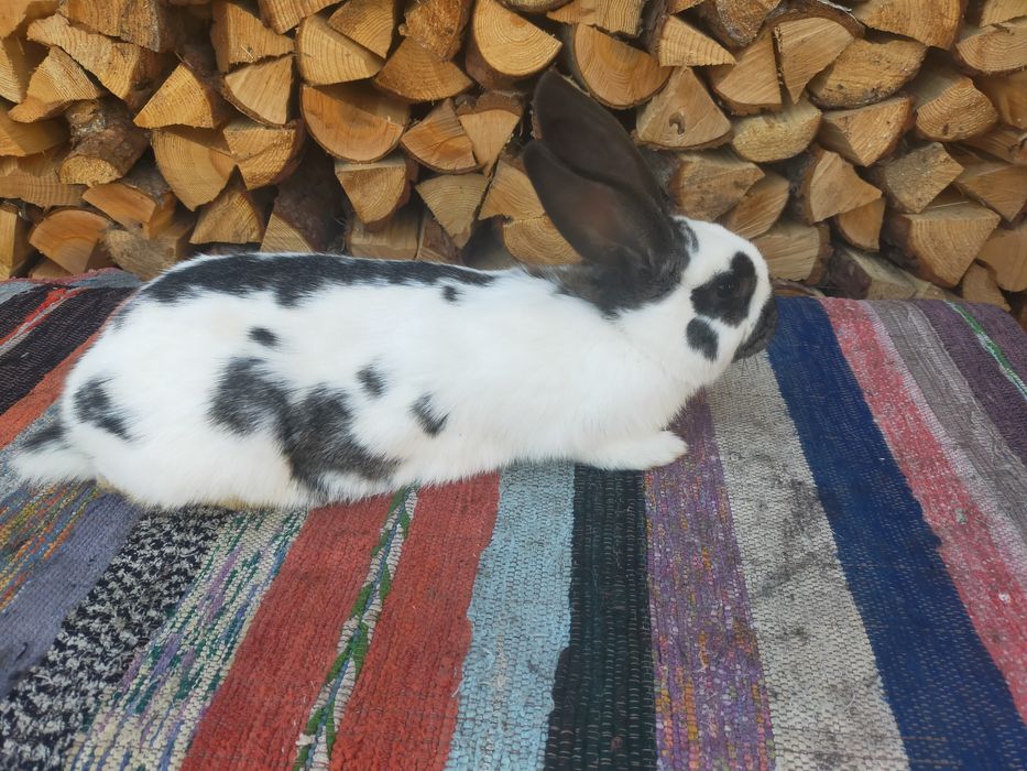 Кролики. Строкачі та Шиншила.